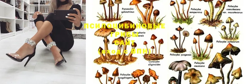 Псилоцибиновые грибы Psilocybe  ОМГ ОМГ сайт  Волоколамск 